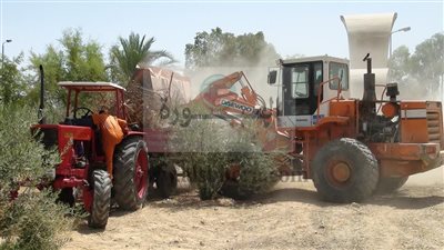 إزالة مخلفات أشجار الليمون والزيتون بجامعة جنوب الوادى