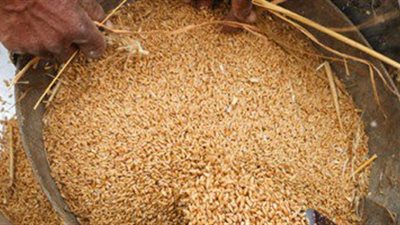 حافظ المنوفية : توريد 130088 طن قمح بالمنوفية للشون والصوامع                  