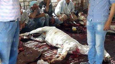 ضبط  27 حمارا بينهم 12 مذبوحا  بحوزة تاجر مواشى فى سوهاج