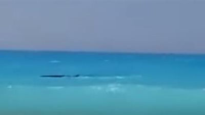 بالفيديو| شاهد حوت مارينا يسبح بجوار شابين بالقرب من الشاطئ