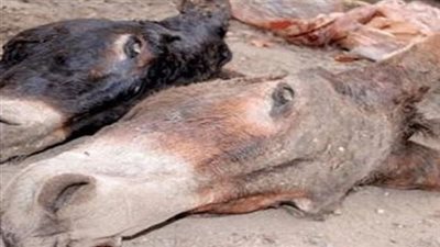 العثور على 220 حمارا مذبوحا ومسلوخا بسوهاج