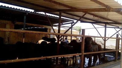 بالصور| جامعة قناة  السويس تعلن بدء حجز الأضاحي 