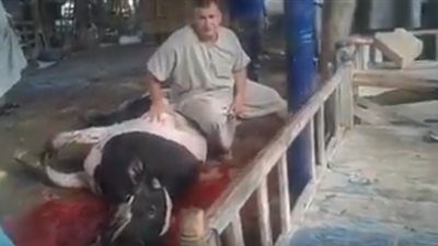 بالفيديو| طرائف وعجائب.. شاهد لحظة اعتداء بقرة على صاحبها بعد ذبحها ومفارقتها الحياة