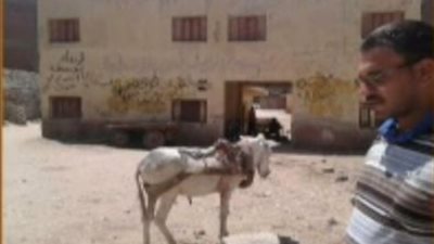 بالفيديو| فى أول يوم بالدراسة.. حمار مربوط مكان علم مصر