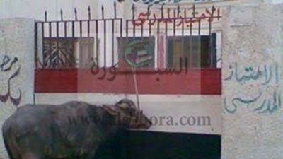 صورة.. بقرة تنتظر دورها لدخول المدرسة ..هدية لافضل تعليق 