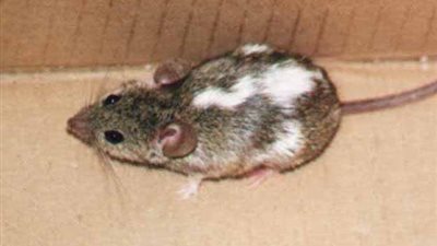 هذا الفأر وراء تدني منظومة التعليم في مصر 