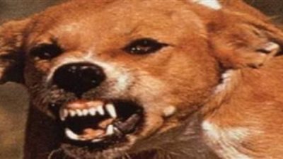 كلب يعقر طالبة فى وجهها عقب خروجها من المدرسة بأسيوط