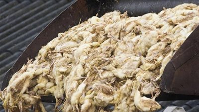  إعدام 190 ألف بطة في هولندا بعد اكتشاف حالة إصابة بأنفلونزا الطيور 