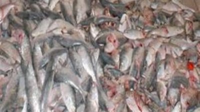  ضبط 220كيلو سمك مجمد غير صالحه للاستخدام الادمى