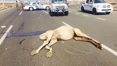 مصرع 6 بسبب اصطدام سيارة بجمل بالسعودية