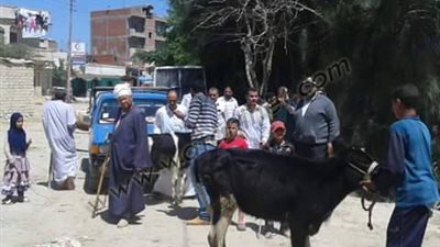 معهد بحوث التناسليات الحيوانية ينظم قافلة بيطرية مجانية بسوهاج