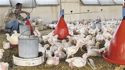 محافظ المنوفية يغلق 5 مزارع للدواجن بقويسنا والشهداء