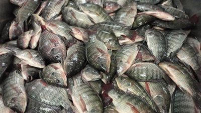 الصيادين تتحدى الشعب: كيلو 