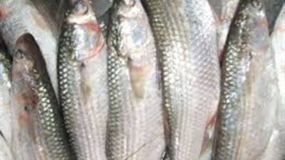 الحكومة تطرح الأسماك بمنافذ التموين خلال 24 ساعة.. ''البوري بـ 33 والبلطي بـ 5 جنيهات''.. ننشر التفاصيل