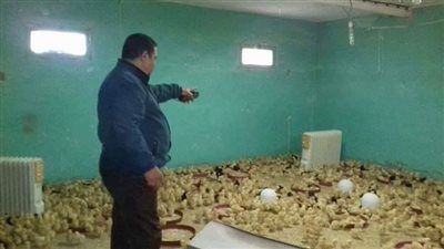 تعليم بشمال سيناء تحارب ارتفاع أسعار الدواجن ببيع إنتاج مدارسها الزراعيه للجمهور