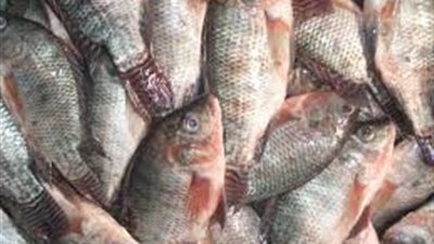 محافظه شمال سيناء تعلن اسعار استرشاديه للاسماك مع قرب افتتاح بحيره البردويل بالتلول 