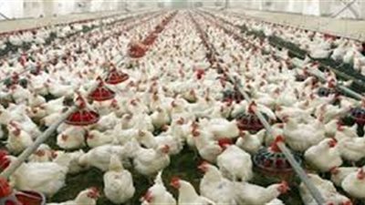 شعبة الثروة الداجنة:انخفاض ملحوظ باسعار الدواجن والبيض