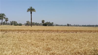 دراسه للمصرى الاجتماعى باسيوط  الفلاح يخسر 1745 جنيها لفدان القمح 